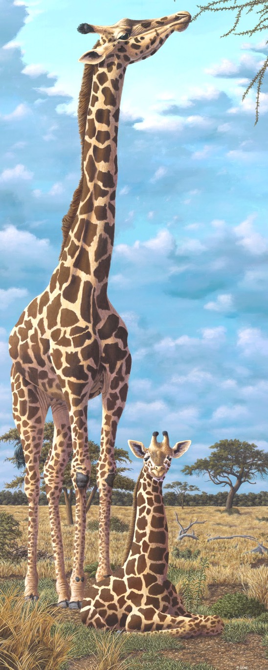 3X7.5 Giraffe
