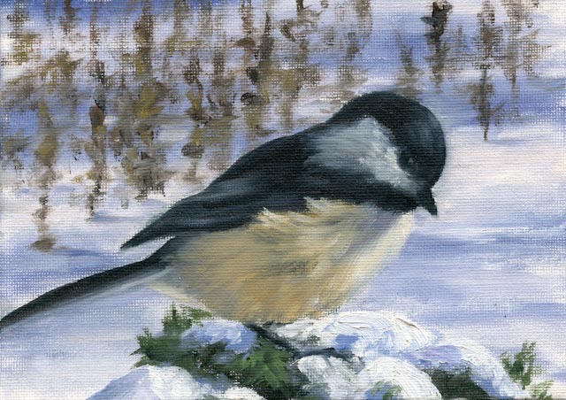 Algonquin  Chickadee 5x7 Oil on Canvas