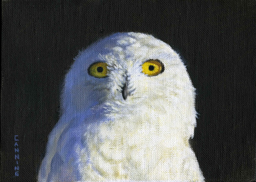 Genes Snowy Owl raw