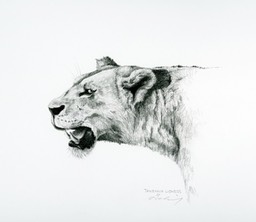 Tanzania Lioness Proof 2