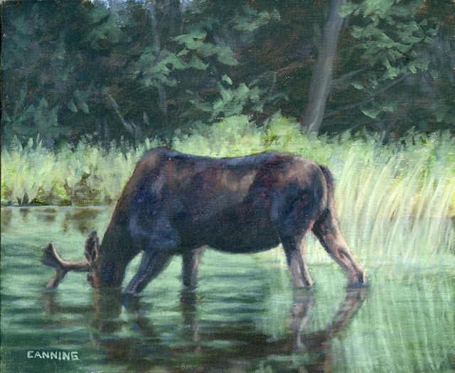 Young Bull Oil on Wood Panel