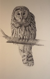 Barred Owl Study Final