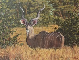 Great Kudu in the Field