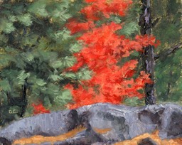 Little Red Maple Oil on Panel