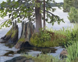 Pine Stump Oil on Canvas