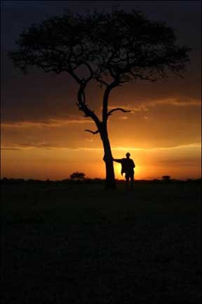 Tanzania Sunset Sebora Plains near Serengeti